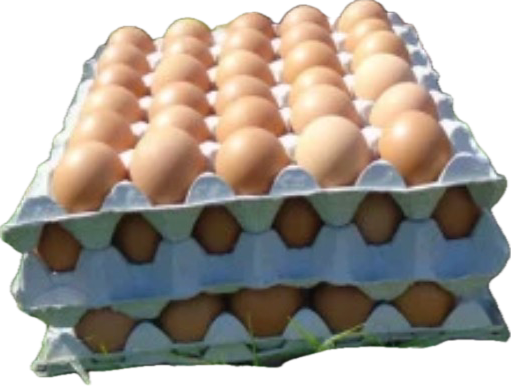 Œufs carton de 30 pièces